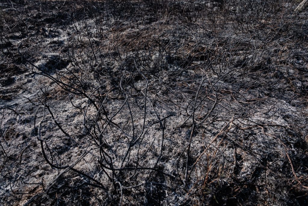  Incêndios: Carregal do Sal com prejuízos de 1,85 milhões de euros