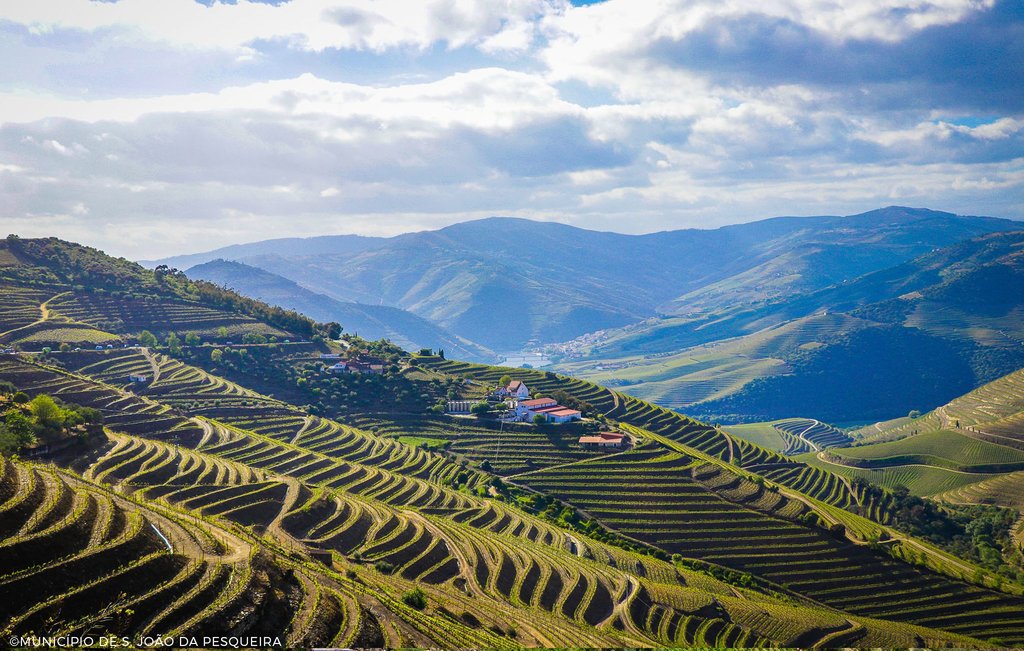  Autarcas do Douro defendem taxa turística para ajudar viticultores em crise