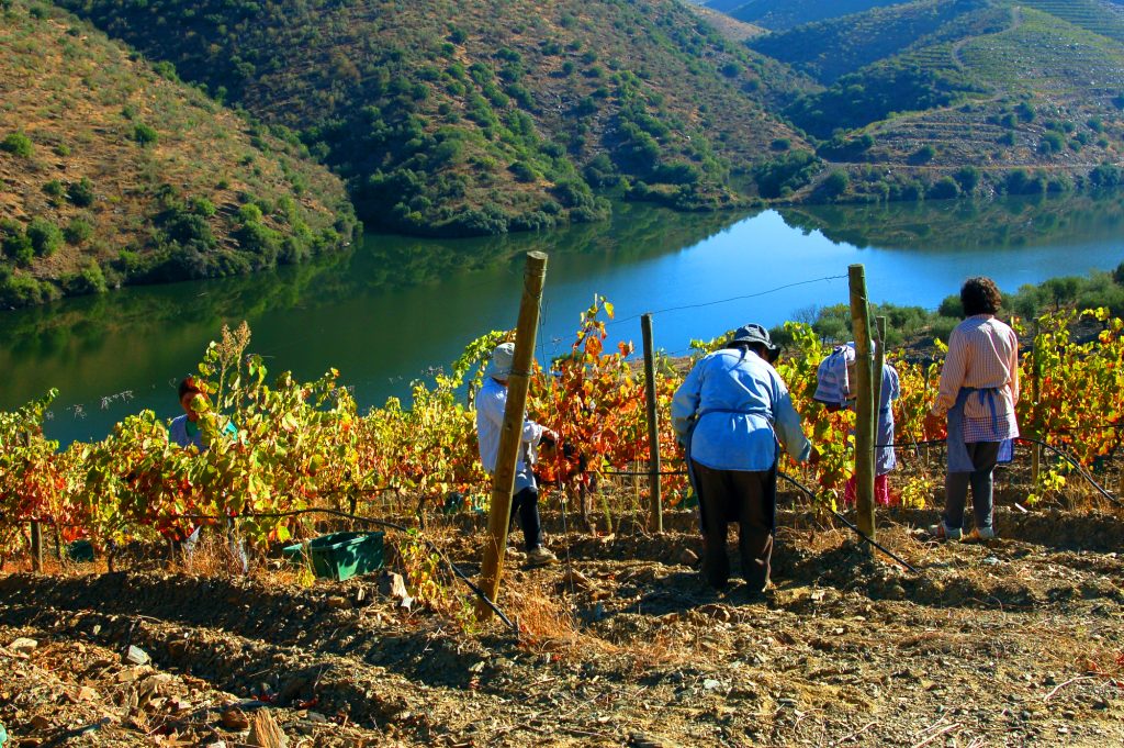  Viticultores do Douro temem falta de escoamento de uva e “preços ofensivos”