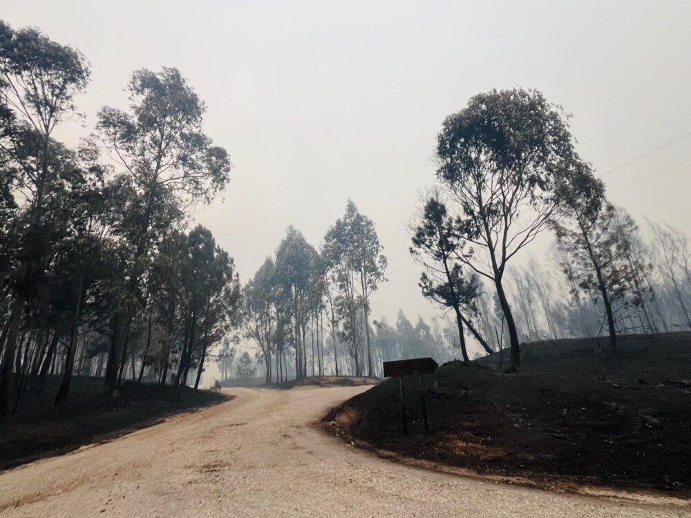  Incêndios: Viseu é o distrito com mais área ardida desde o início do ano