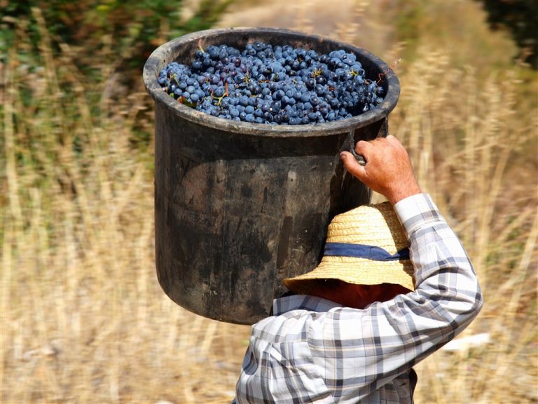  Douro quer saber quantas uvas ficaram por vindimar em 2024