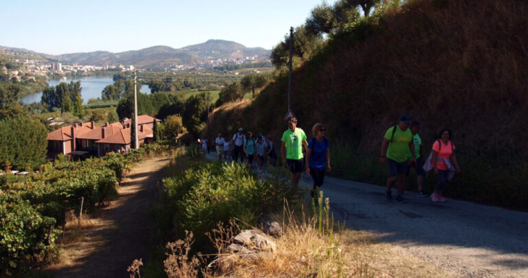 rota vindimas lamego