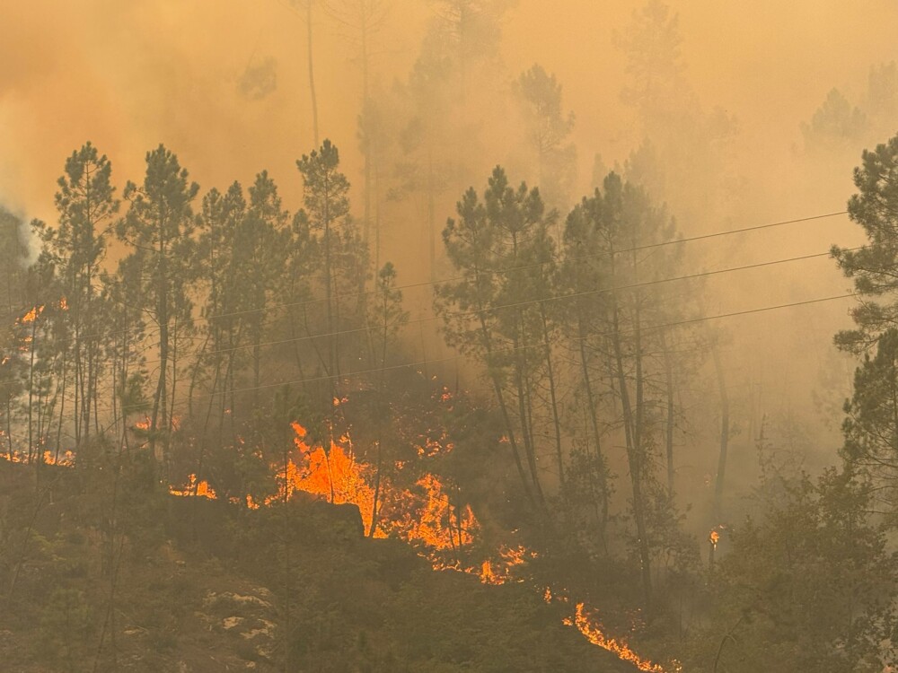  Incêndios: Mais de um terço dos fogos deste ano tiveram como origem incendiarismo