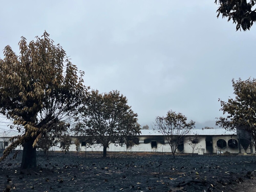  Incêndios: Associação dos Industriais de Alimentos vai doar 30 toneladas de rações a produtores