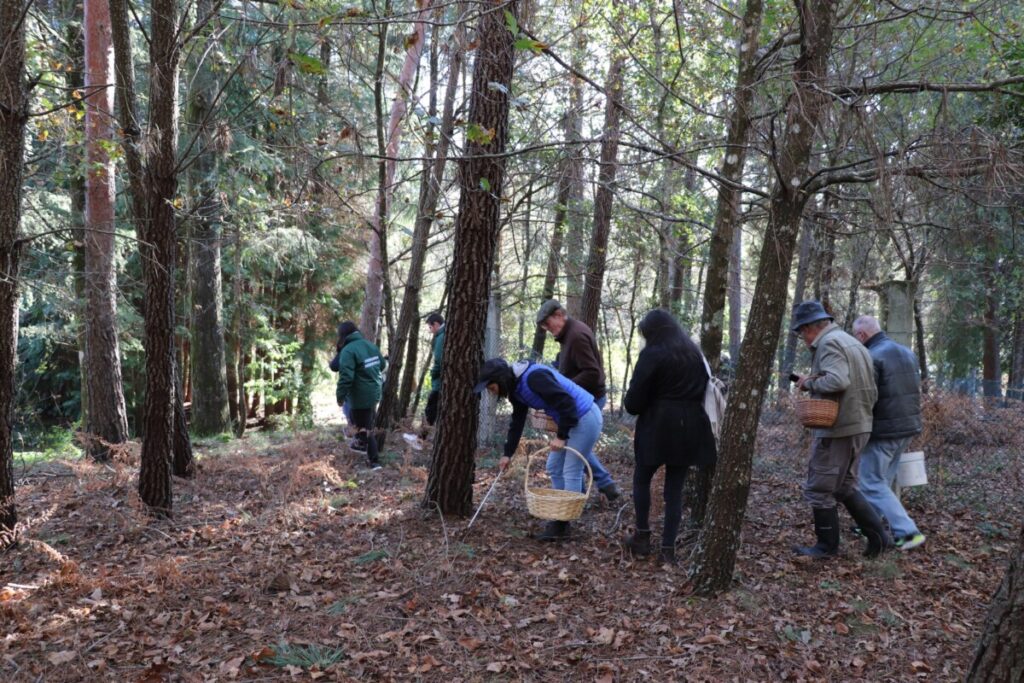  Há cogumelos para apanhar em novembro em Vila Nova de Paiva