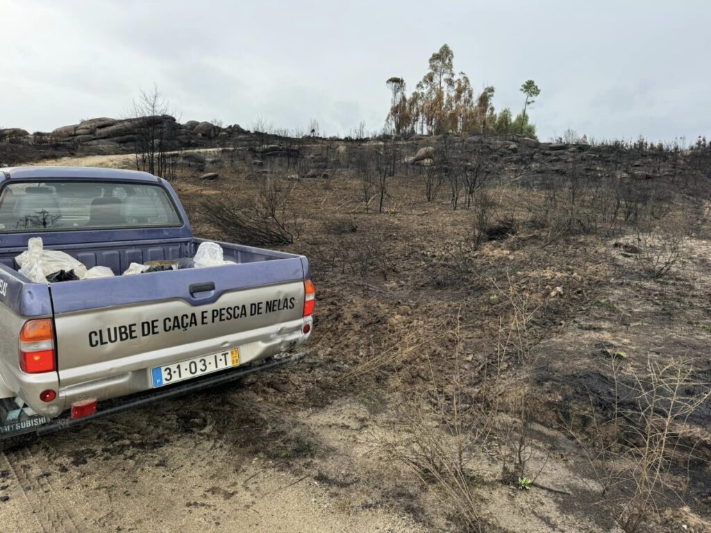  Clube de Caça e Pesca de Nelas planta grãos e liberta 500 aves em áreas ardidas