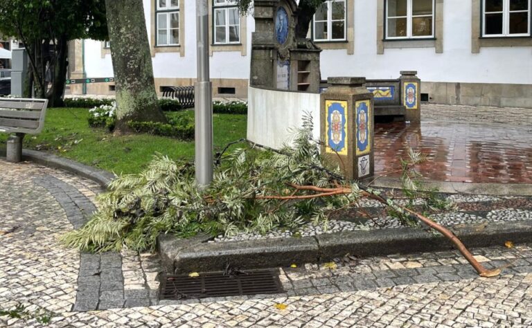 queda de árvore mau tempo chuva vento viseu