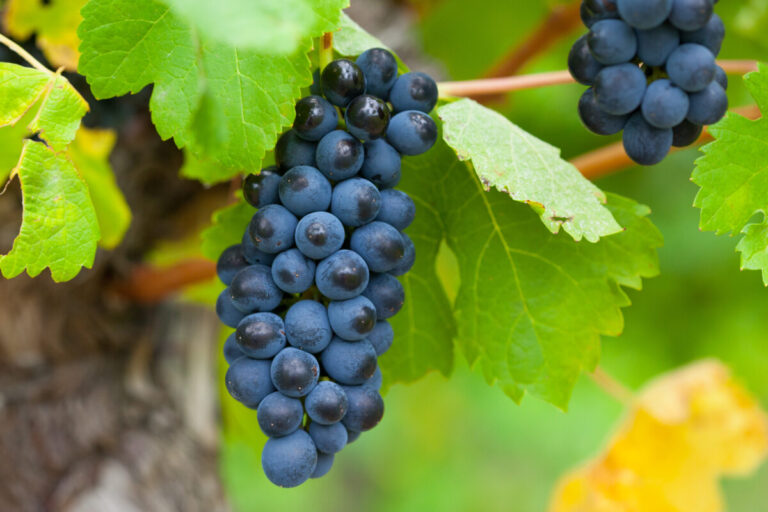 uva uvas vinho vindima