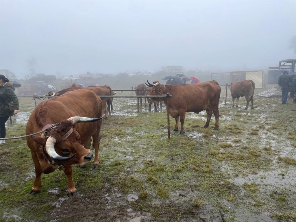  Concurso em Vouzela distingue raças autóctones do concelho