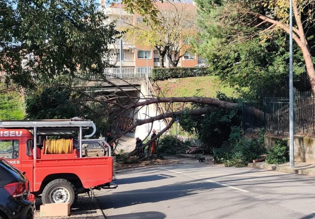  Árvore de grande porte cai e atinge viaturas em Viseu