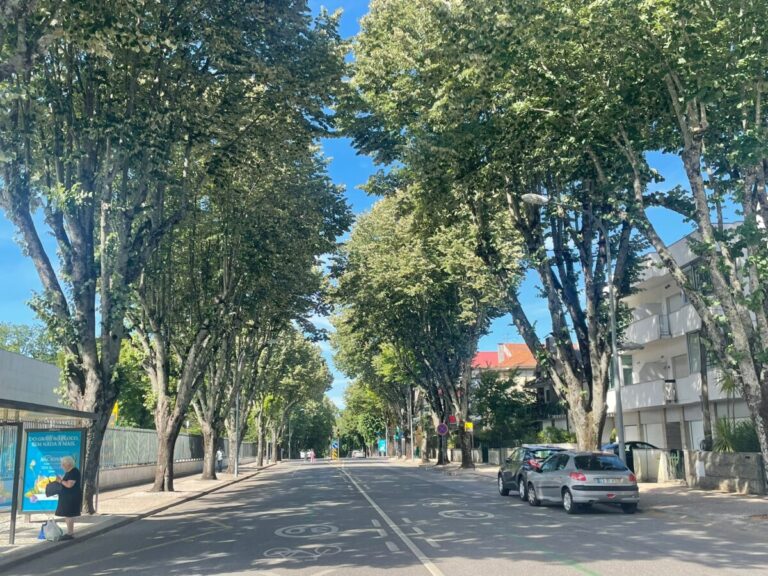 avenida 25 de abril viseu árvores