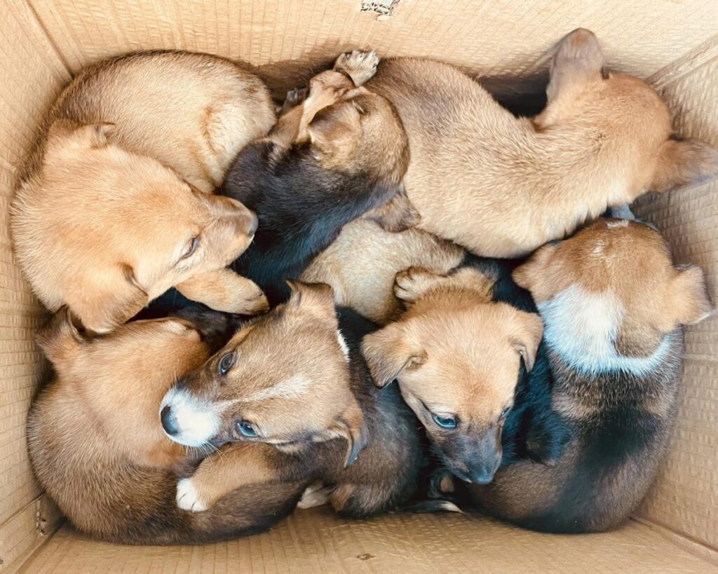  Oito cães abandonados à porta da Câmara Municipal de Mangualde despertam atenção para abandono animal