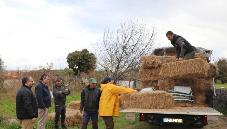 palha produtores carregal do sal