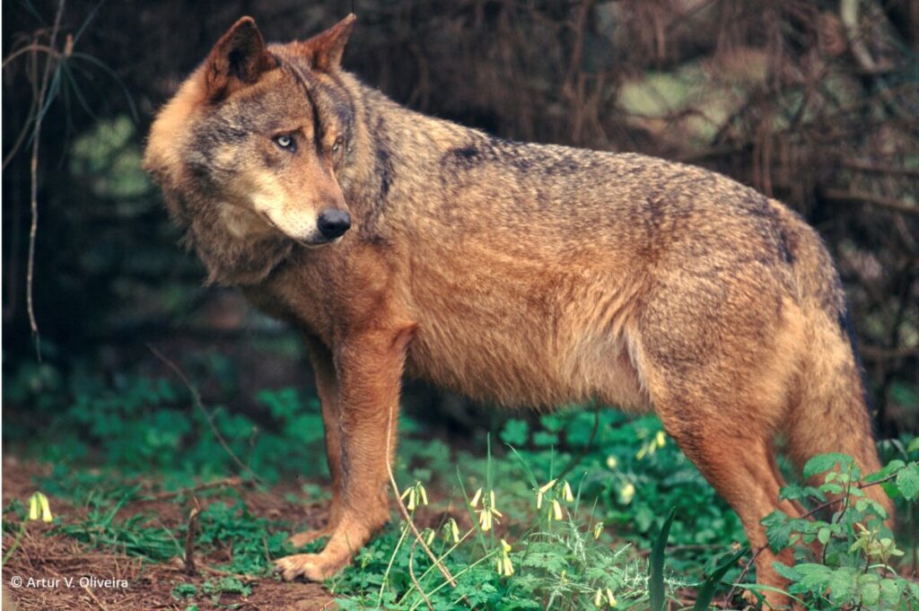  Pessoas a sul do rio Douro disponíveis para coexistir com lobos-ibéricos 