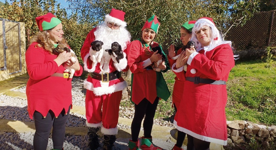  Canil de Tarouca pede ajuda para tornar o Natal dos animais mais feliz