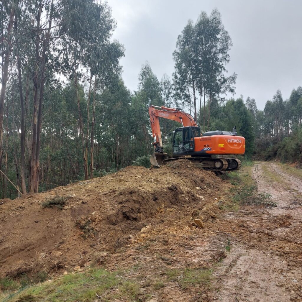  Espécie invasora está a ser controlada em Oliveira de Frades