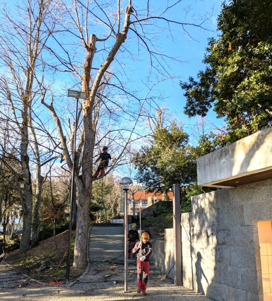  Árvores de parque de Lamego alvo de intervenção