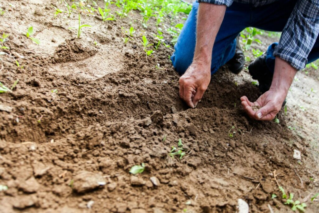  "Semear Cinfães" incentiva agricultura familiar com entrega de sementes