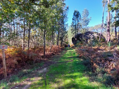  Quer caminhar? Cinco percursos pedestres para descobrir a natureza de Viseu