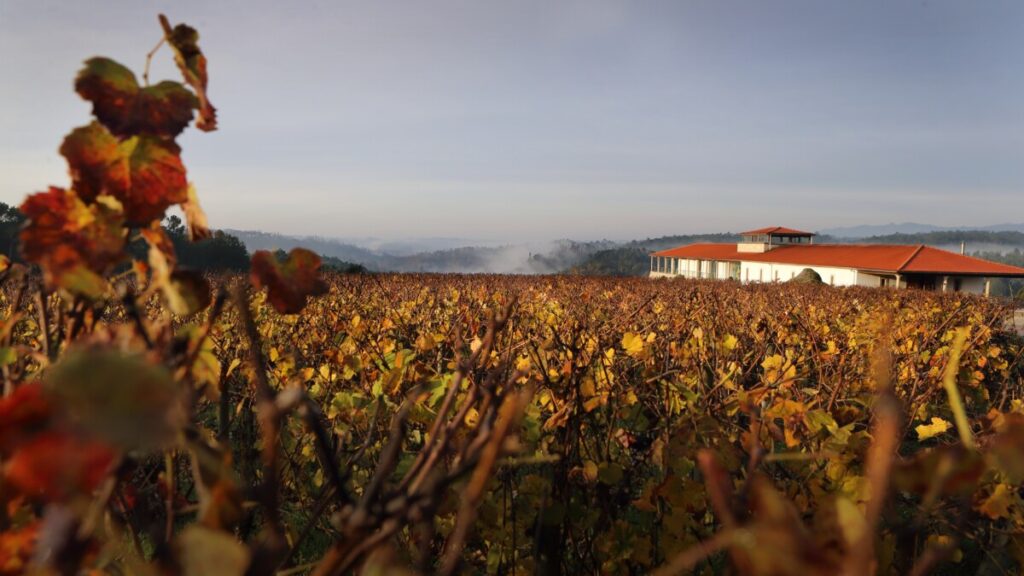  Visita à adega, prova de vinhos, queijos e azeite marcam Dia da Mulher na Quinta de Lemos