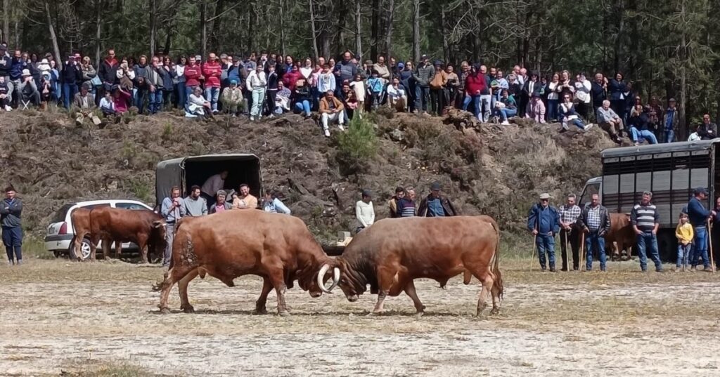  Festa da Vitela em maio na Aldeia de Manhouce