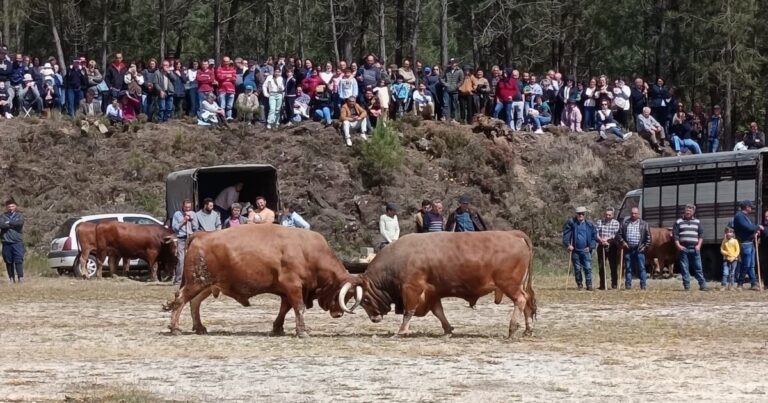 bois festa da vitela são pedro do sul 2024