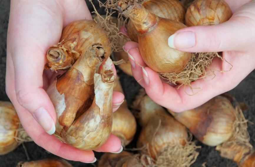  Nutrodicas: Bolbos de Primavera, como plantar?