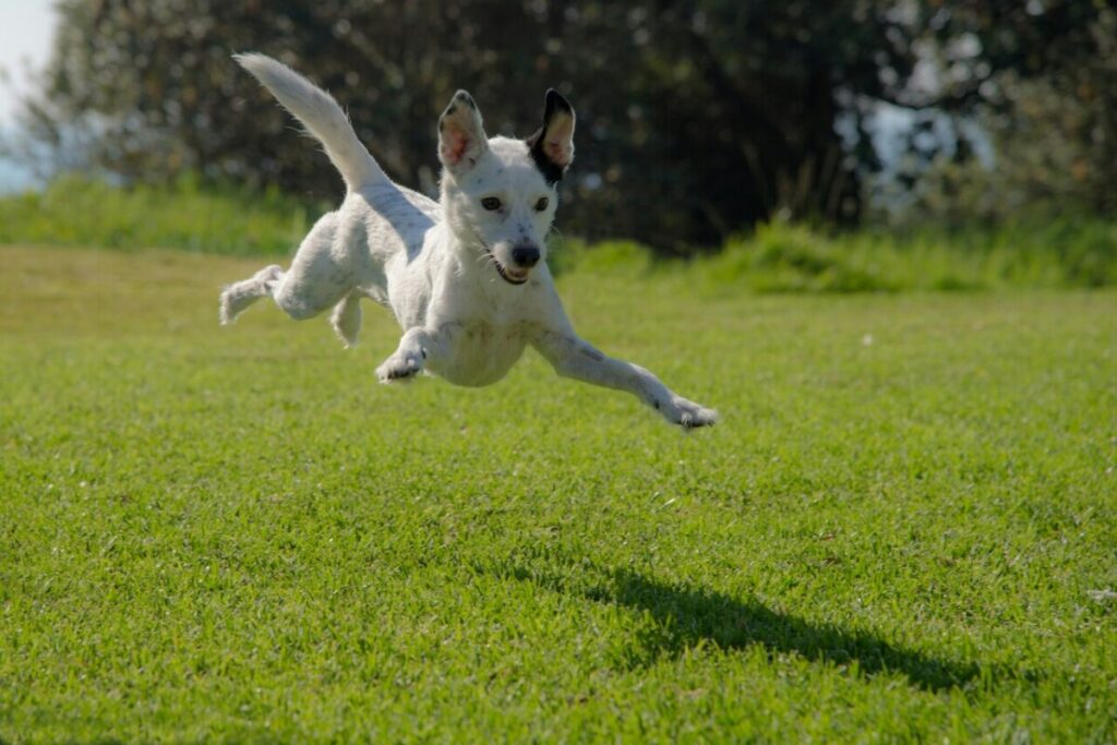  Como organizar o jardim para o seu cão