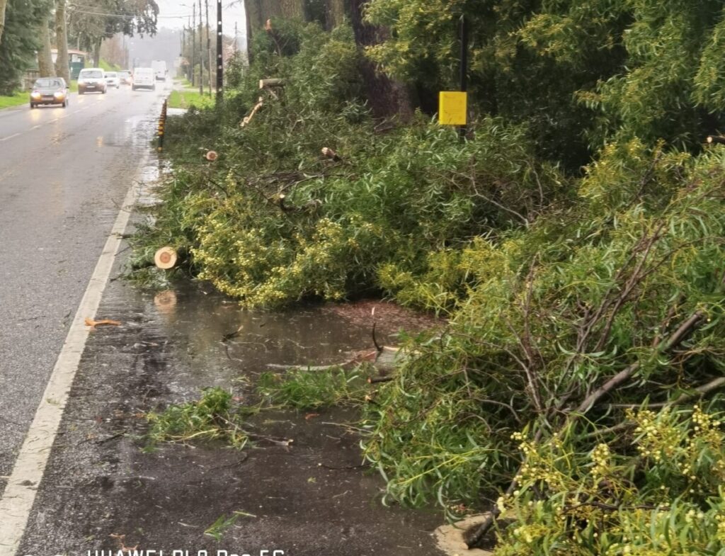  Depressão Martinho: quedas de árvore e muita chuva no distrito de Viseu - Jornal do Centro