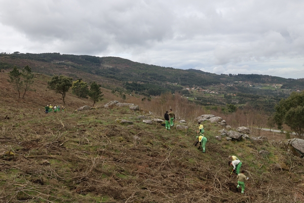  Reflorestação da Serra do Ladário com plantação de 50 mil árvores, em Oliveira de Frades